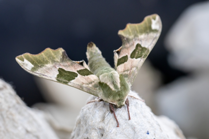 Picture shows a lime hawk moth recorded from a moth trapping session at WWT Martin Mere